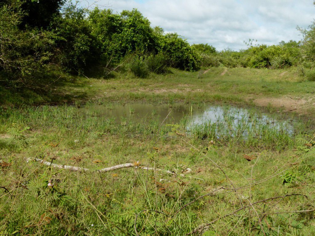 Corp d'agua_Pantanal