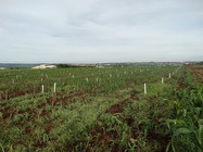 EXPERIMENTO CAMPO