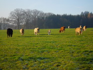 Cows on grass