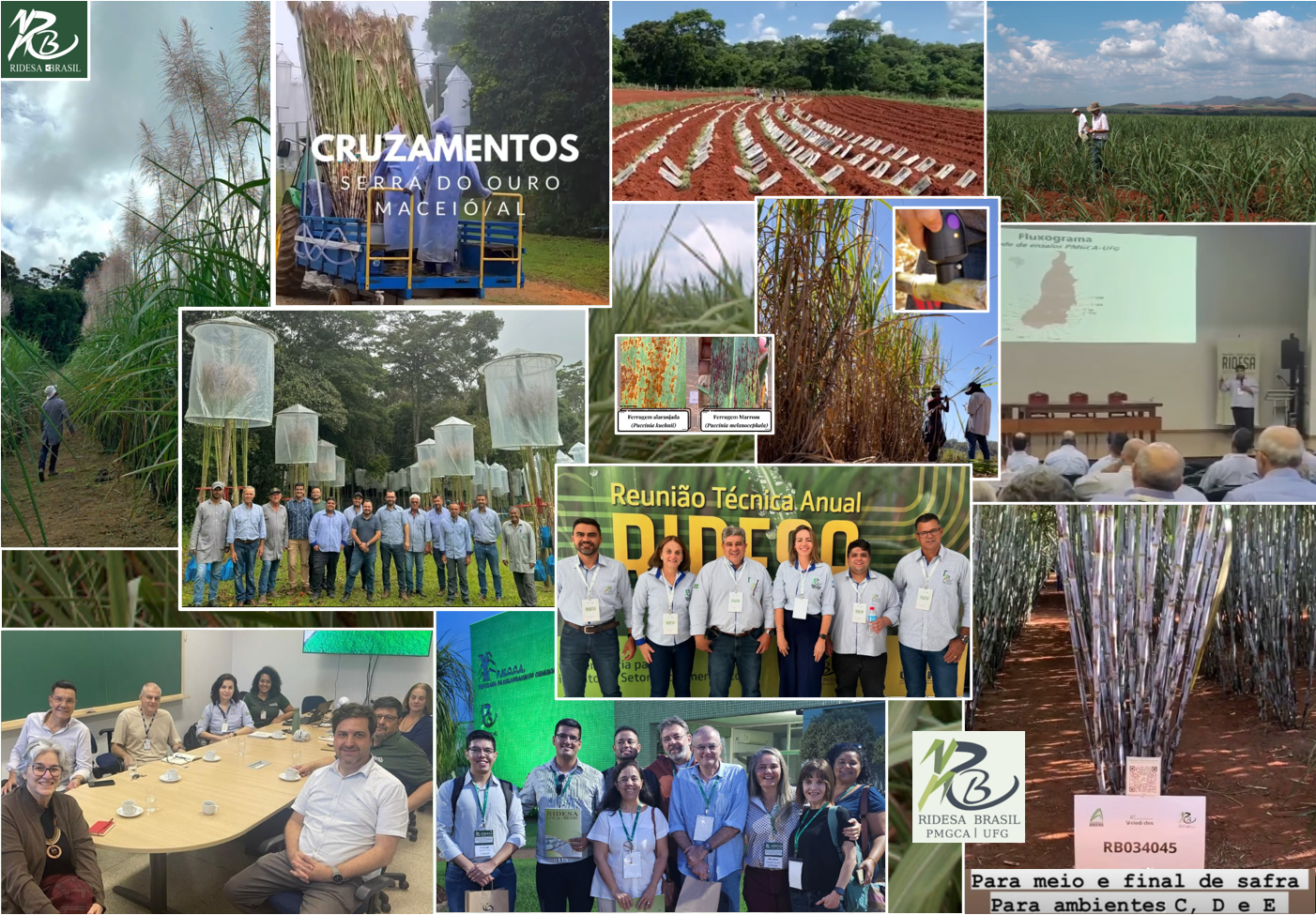 pmgca-ufg-ridesa-imagem