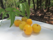 fruto-cagaita