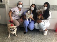 terapia animais