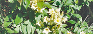 Neojobertia alboaurantiaca icon Neojobertia alboaurantiaca icon