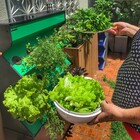 horticultura em casa
