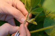 Agricultura