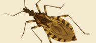 Banner barbeiro