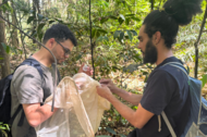 Inventário abelhas