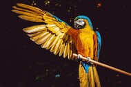 Biodiversidade