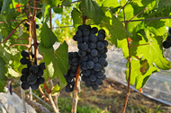 Vinhos do Cerrado