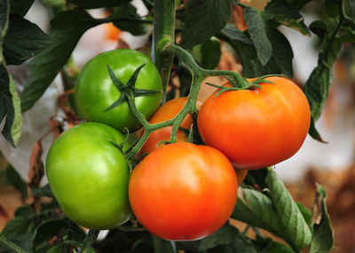 tomate tomate