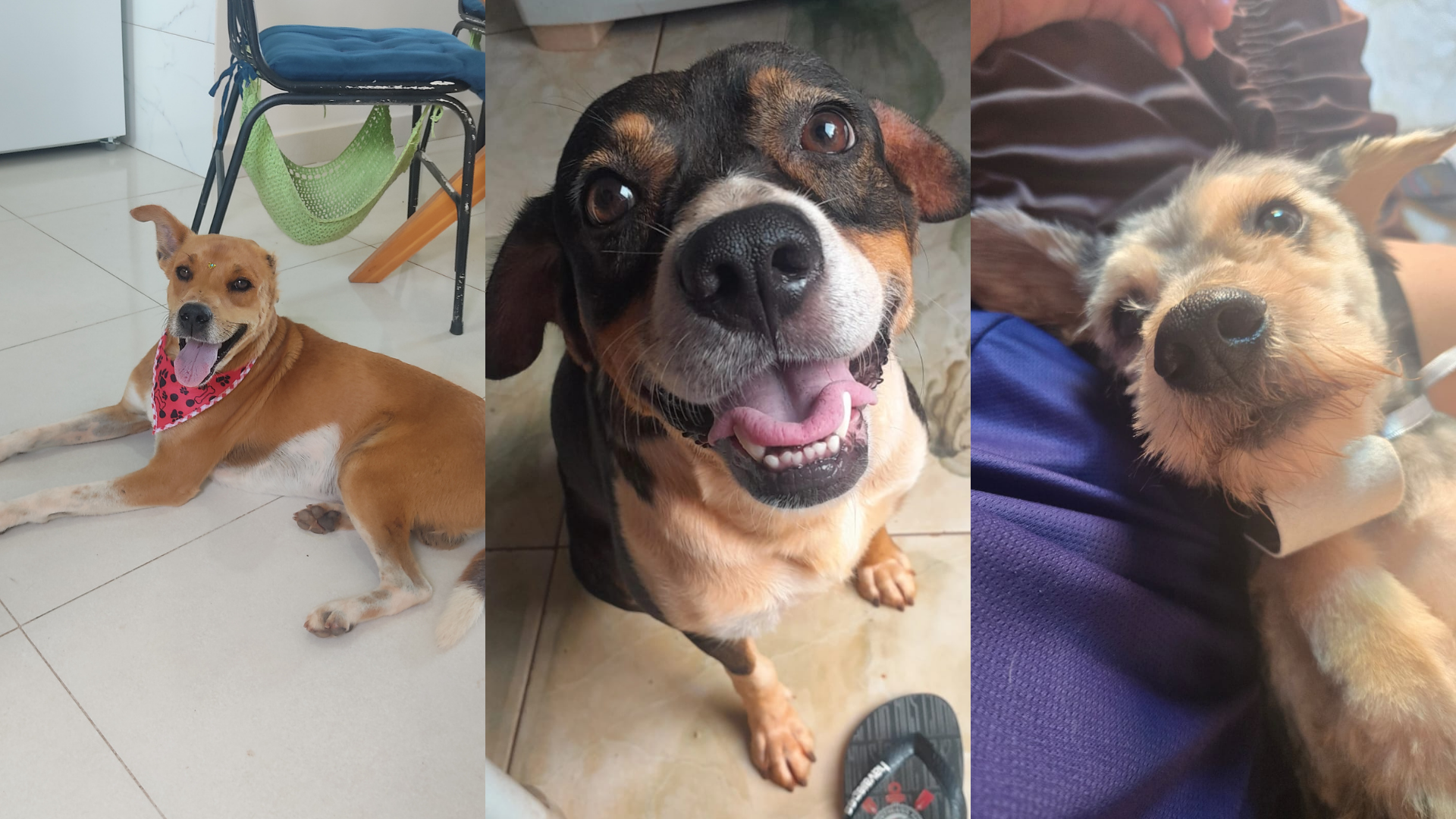 Cãovivência