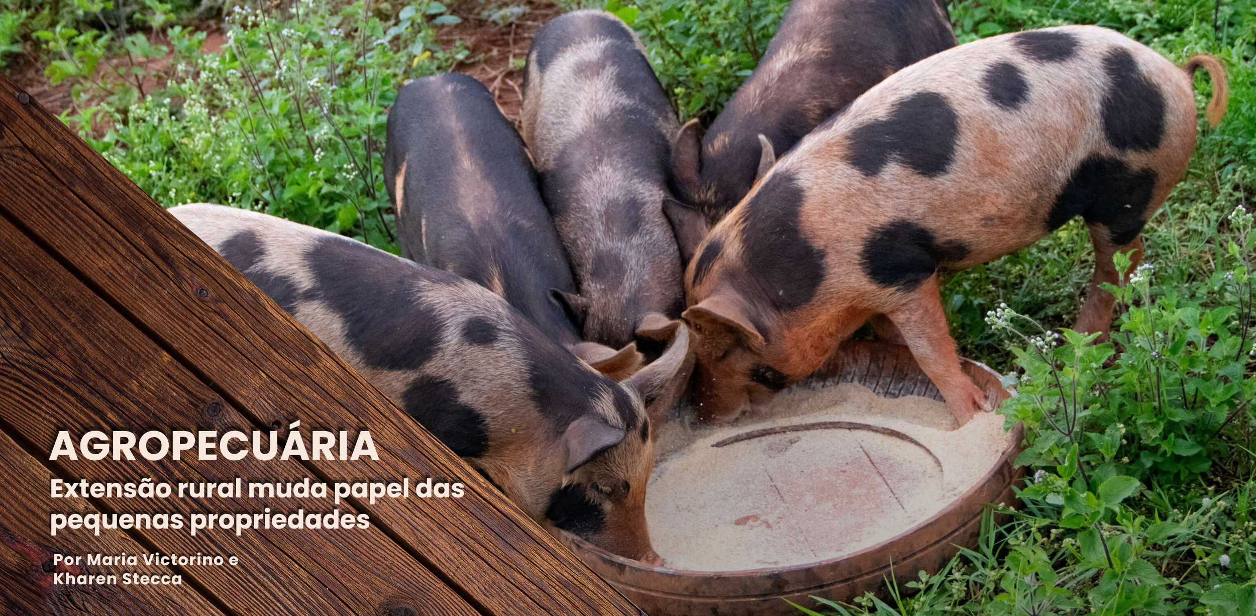 Banner extensão rural