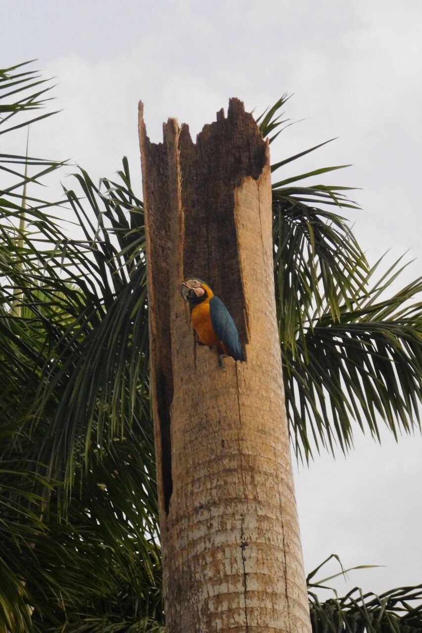 Arara Canindé (Cláudia Sobral)