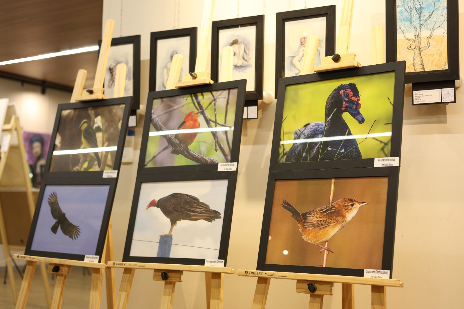 exposição Asas do Cerrado