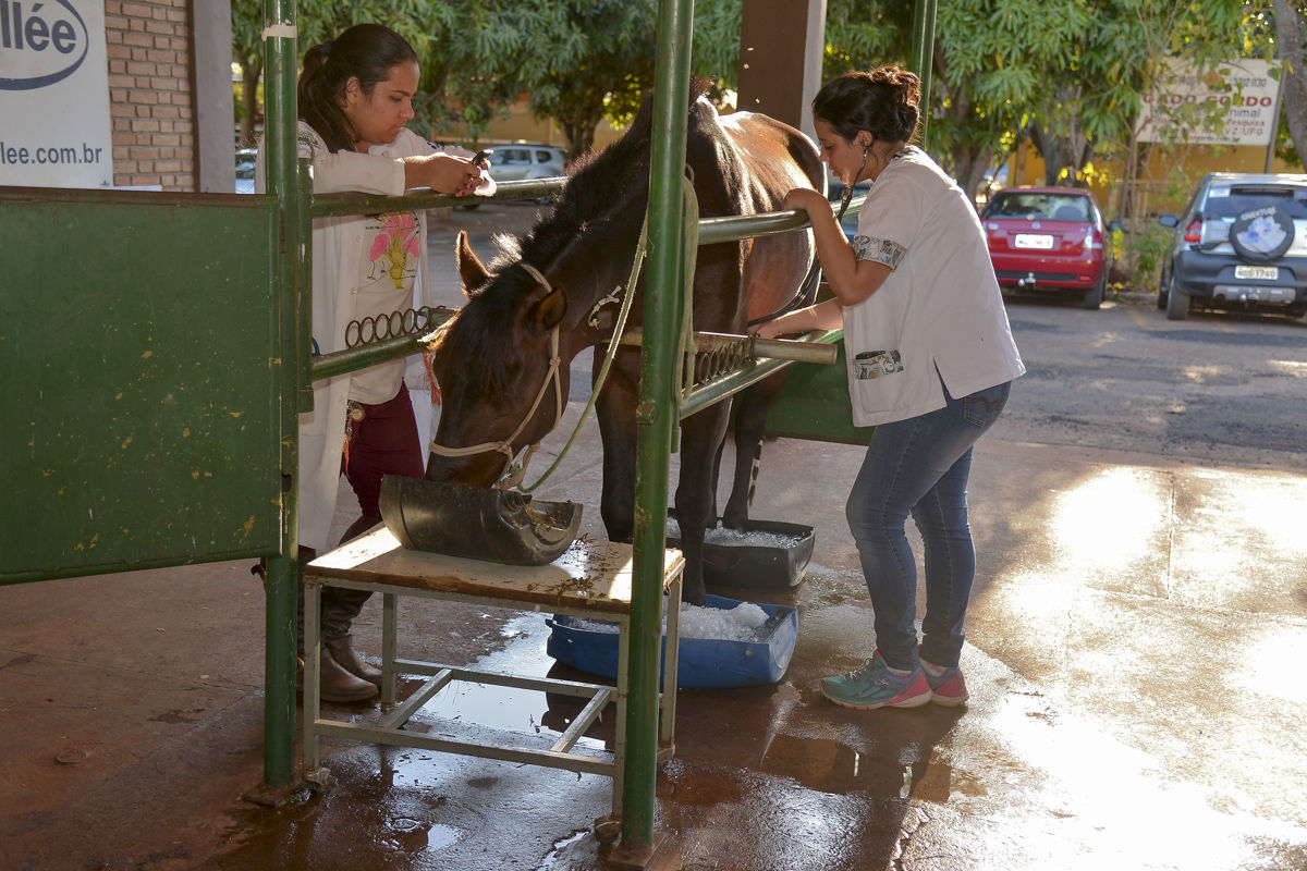 Estudantes que fazem treinamento no Hospital Veterinário também auxiliam no cuidado com os cavalos