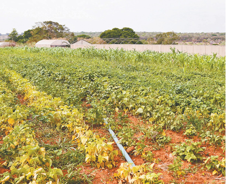 agricultura