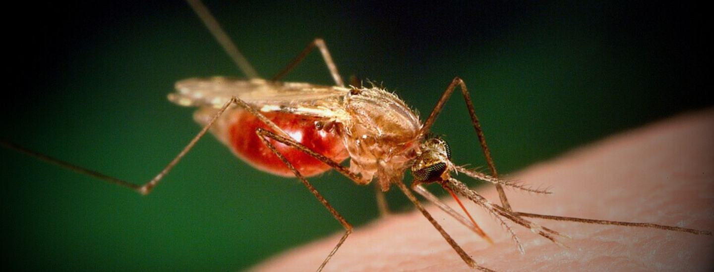Banner malária
