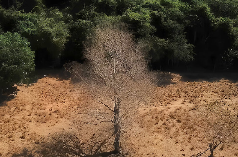 Artigo Cerrado Amazônia