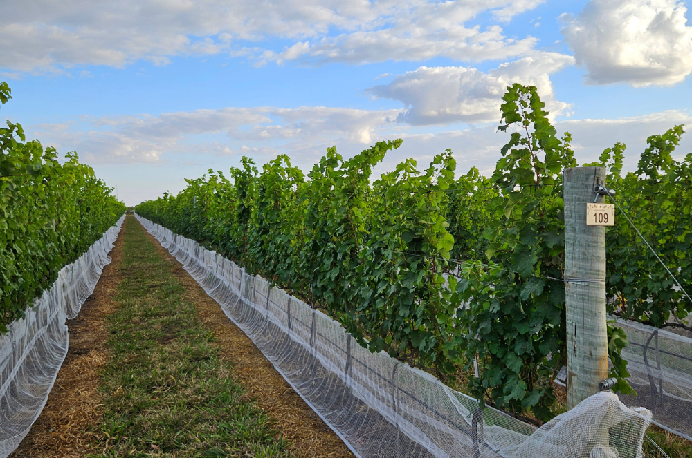 Vinhos do Cerrado