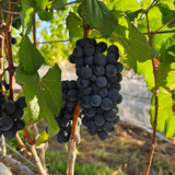 Vinhos do Cerrado