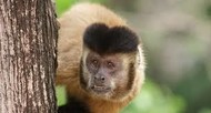 macacos e a febre amarela macacos e a febre amarela