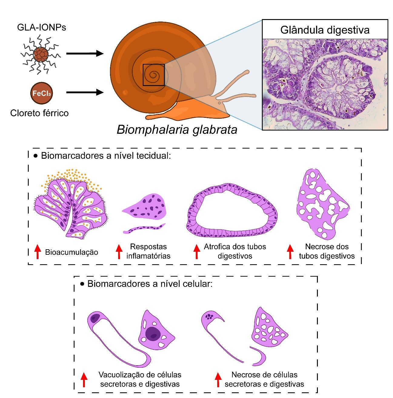 biomplharua glabrata