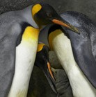 Pinguins 1