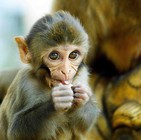 Macaco 