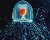 Turritopsis dohrnii
