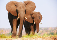 Elefante