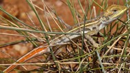 lagarto