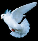pomba