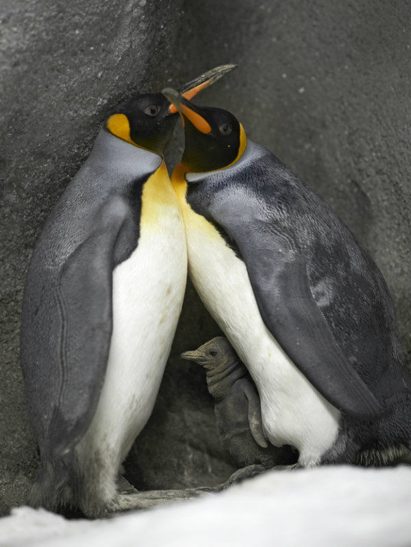 Pinguins 2