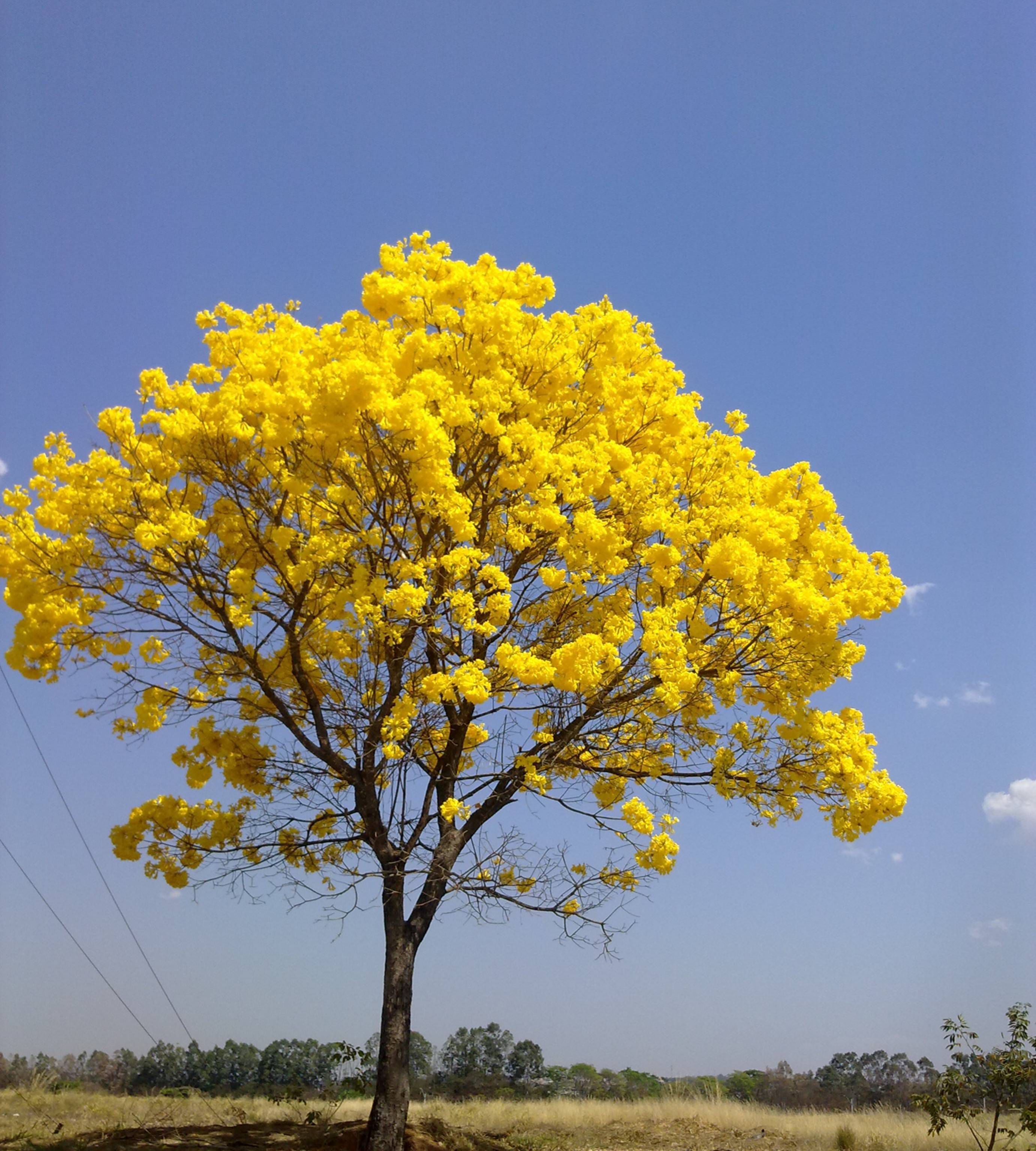 11 de setembro - Dia do Cerrado | ICB Petbio