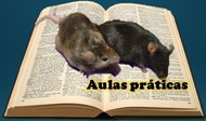 Escusa de Consciência