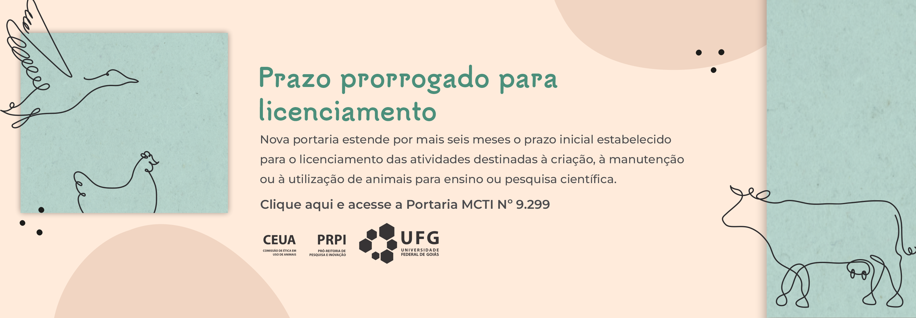 O banner horizontal com fundo azul-escuro anuncia a prorrogação do prazo para licenciamento de projetos na CEUA. No centro, a palavra "PRORROGADO!" ganha destaque em letras grandes e amarelas, acompanhada de um ícone de relógio que reforça a ideia de tempo. Do lado direito, uma ilustração em linhas brancas exibe animais como camundongo, coelho e porquinho-da-índia, indicando o foco da comissão de ética.