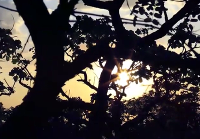Banner Desmatamento Cerrado Banner Desmatamento Cerrado