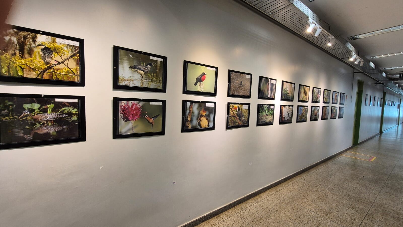 AveGaleria