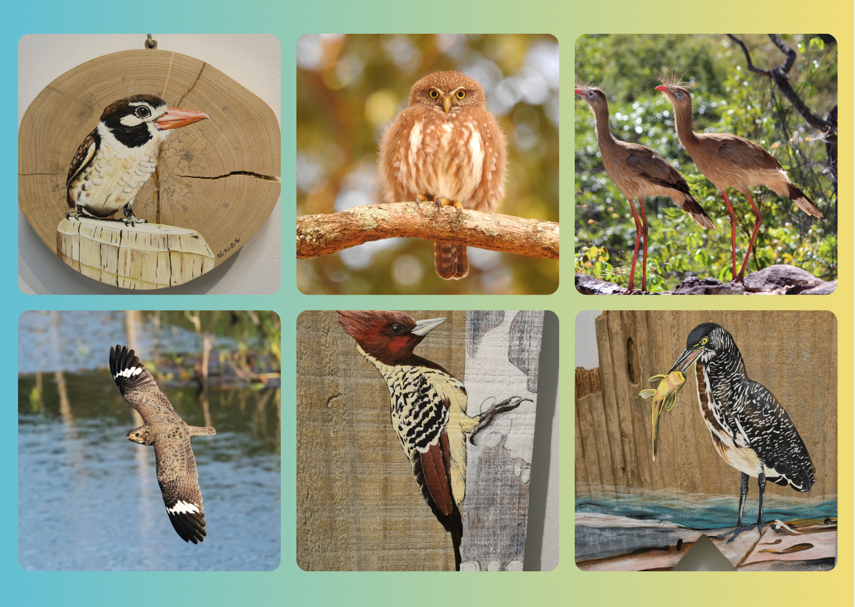 Aves cartaz