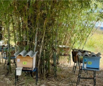 Imagem Apiagro Gisana