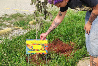 06042026 - ipe coloquiana - miniatura