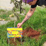 06042026 - ipe coloquiana - miniatura