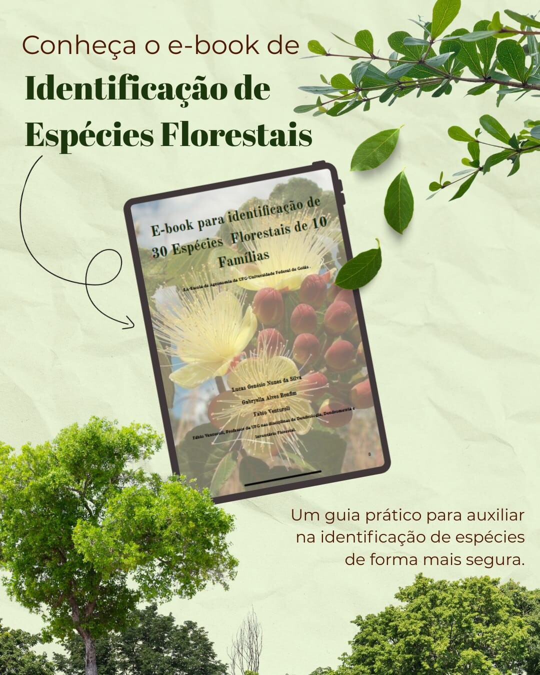 E-book para identificação de 30 Espécies Florestais de 10 Famílias