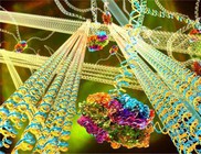 gel_dna