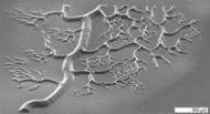 nanoprint