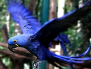 arara