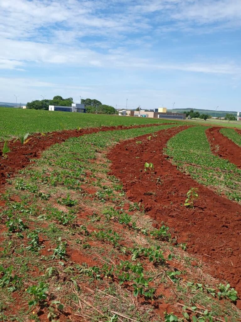 Implantacao de macicos na UFJ