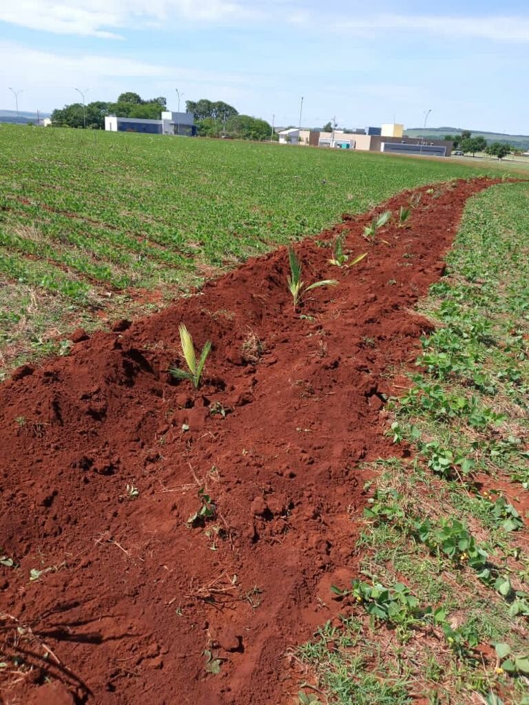 Implantacao de macicos na UFJ