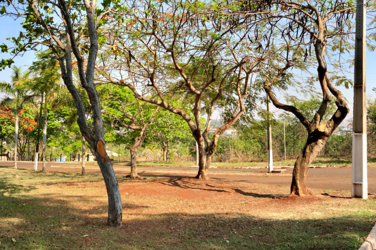 Jardinagem Campus Jatobá 7