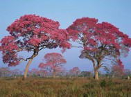 Cerrado rosado